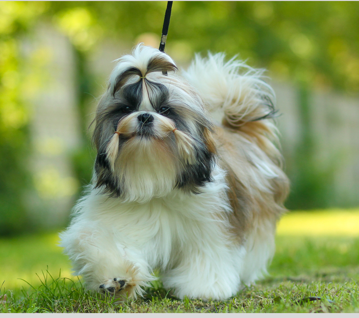 Shih Tzu Texas